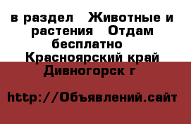  в раздел : Животные и растения » Отдам бесплатно . Красноярский край,Дивногорск г.